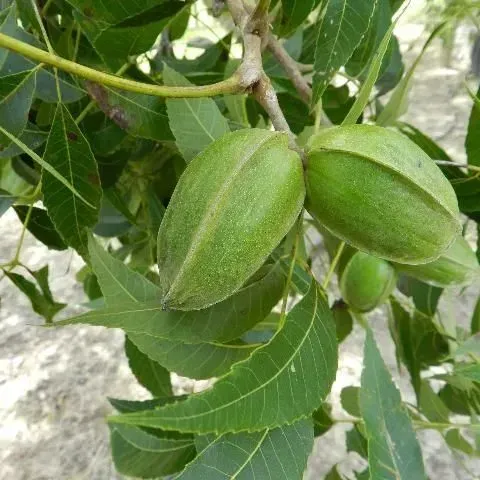 thumbnail for publication: Pecan Cultivars for North Florida